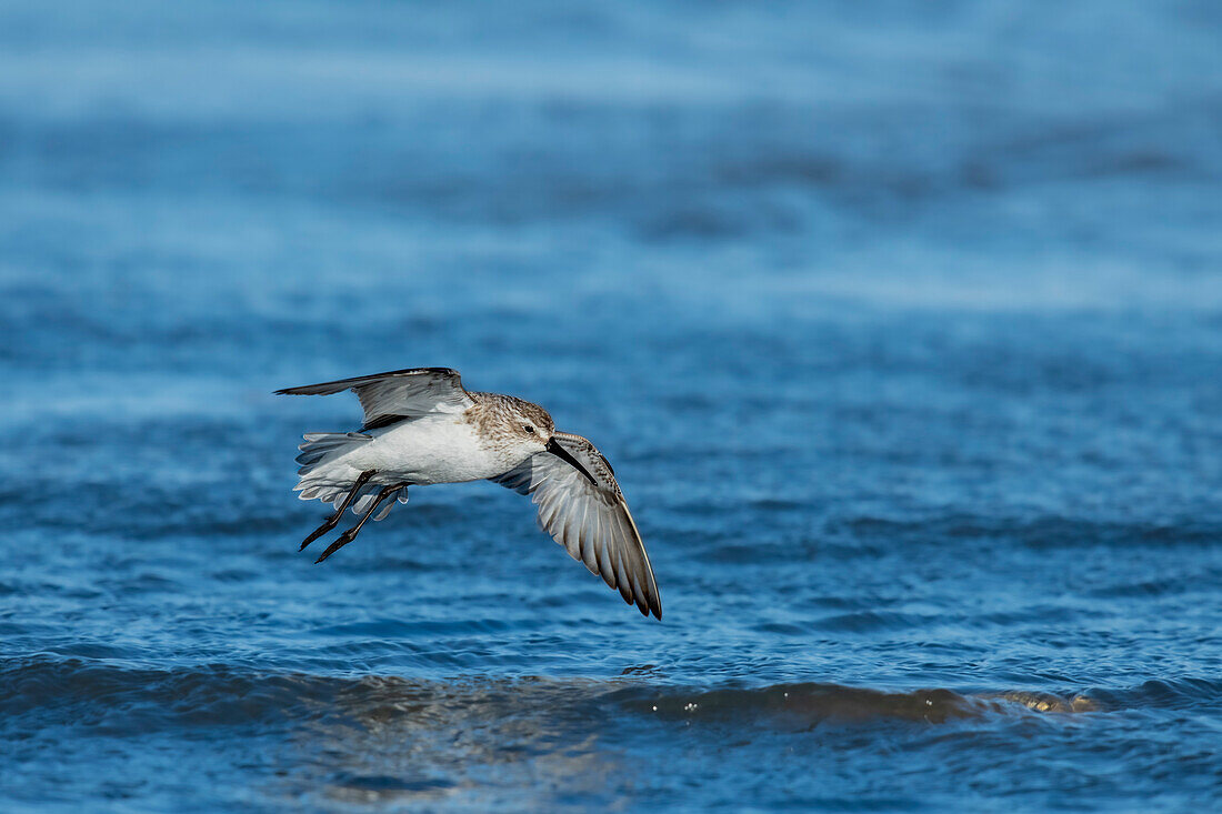 Curlew sandpiper in flight