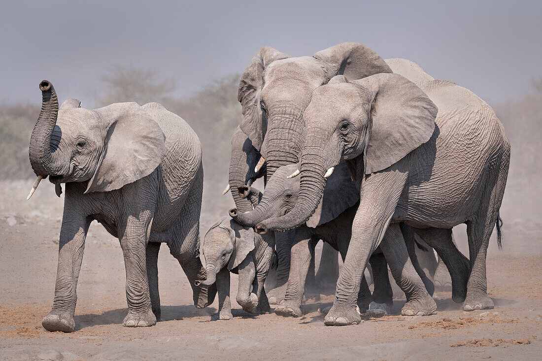 African elephant herd approaching waterhole