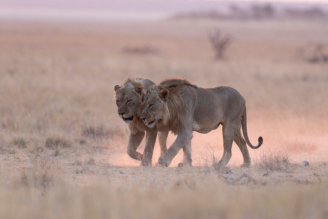 Two young male African lions at dusk