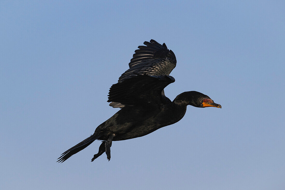 Cape cormorant in flight