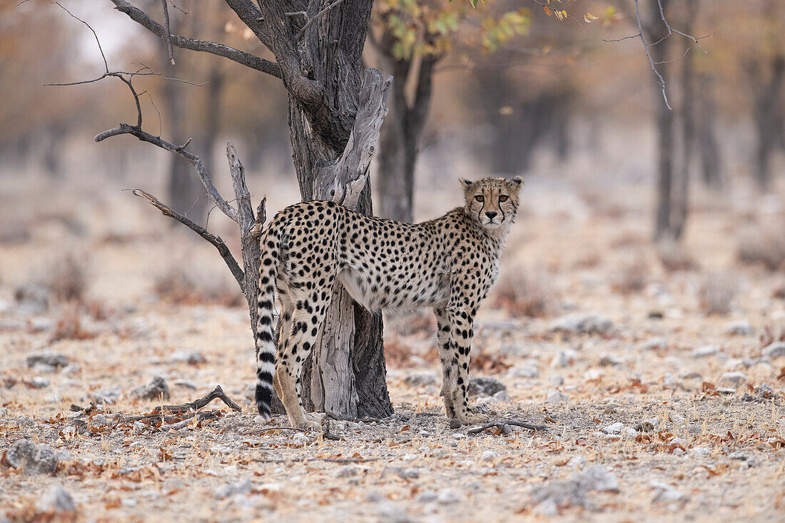 Cheetah under mopane tree