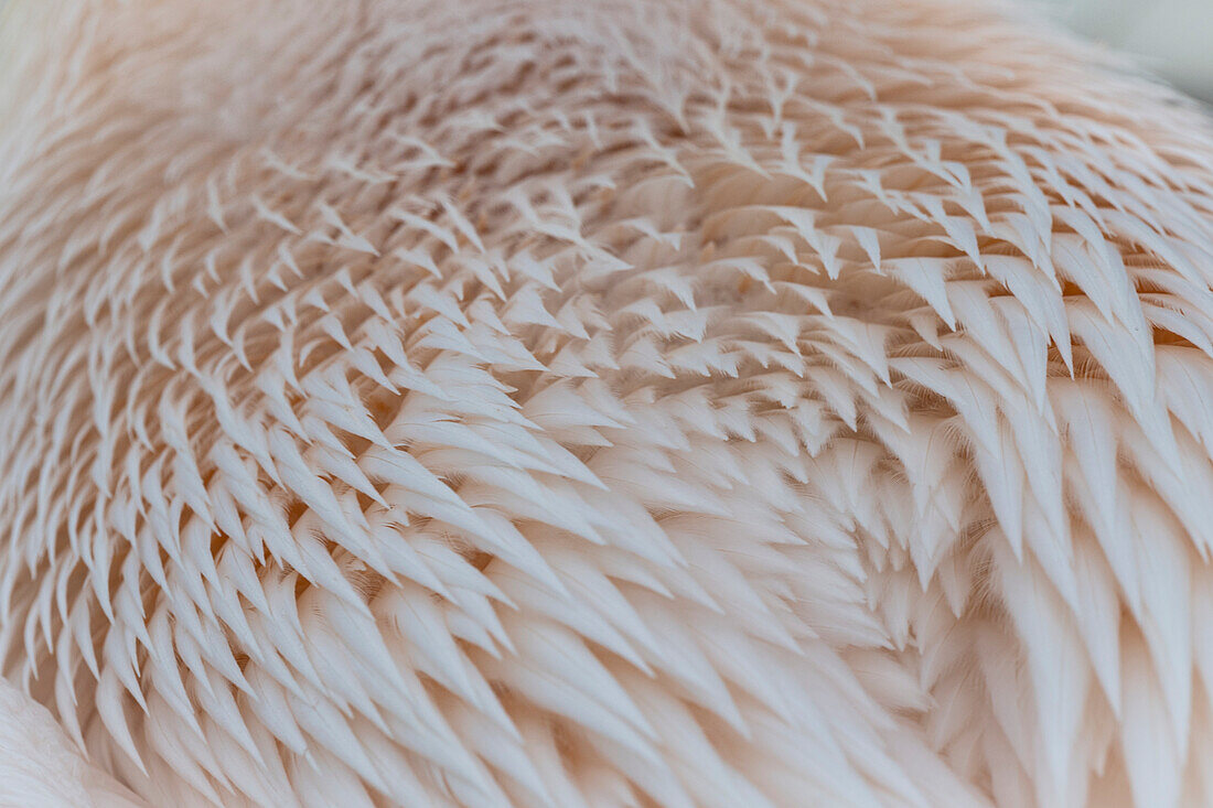 Great white pelican plumage