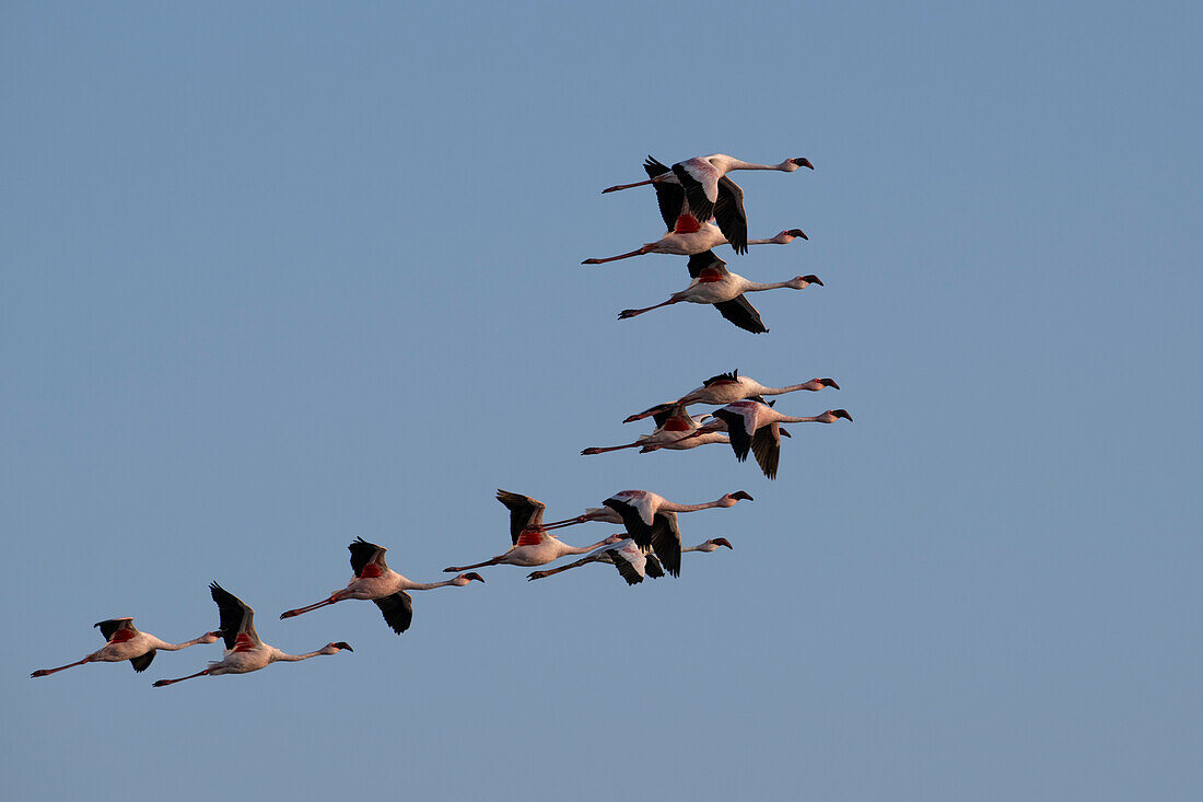 Lesser flamingos flying in formation