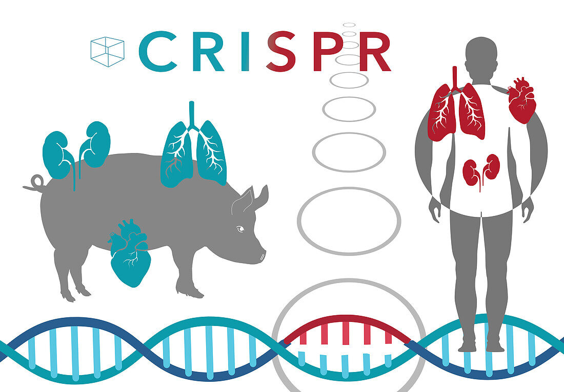 CRISPR in xenotransplantation, illustration