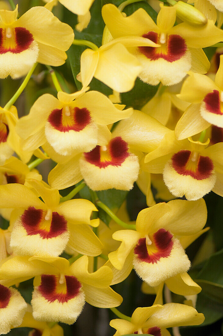 Orchid (Dendrobium fimbriatum) flowers