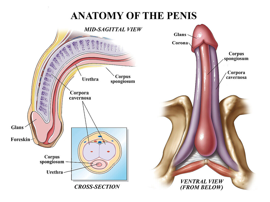 Anatomy of the penis, illustration
