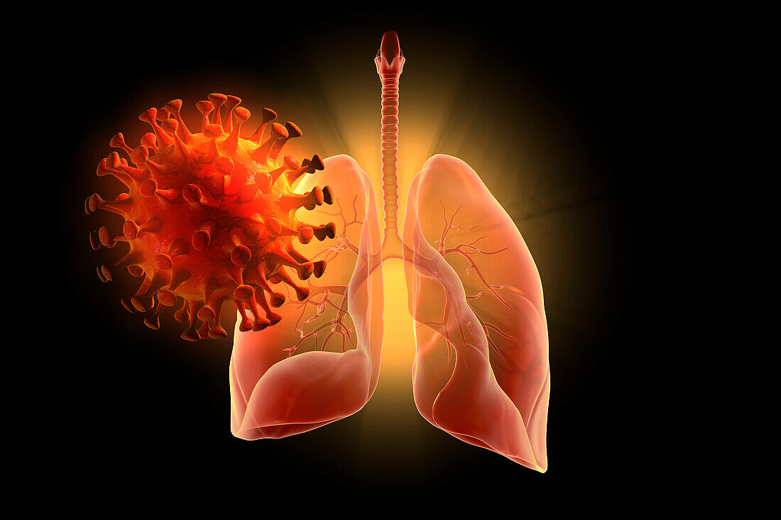 Corona virus and human lungs, illustration