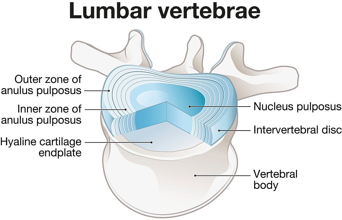 Healthy lumbar vertebrae and intervertebral disc, illustration