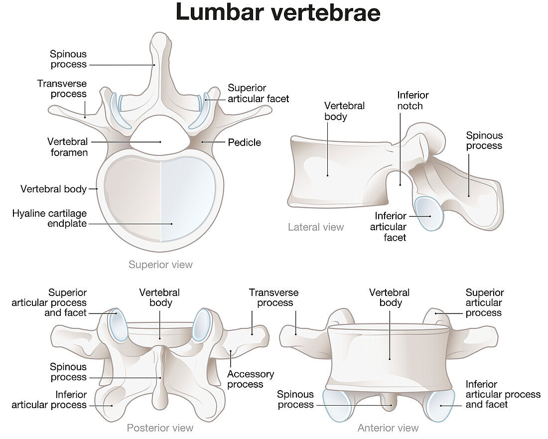 Healthy lumbar vertebrae, illustration