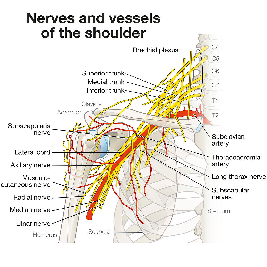 Nerves and vessels of the shoulder, illustration