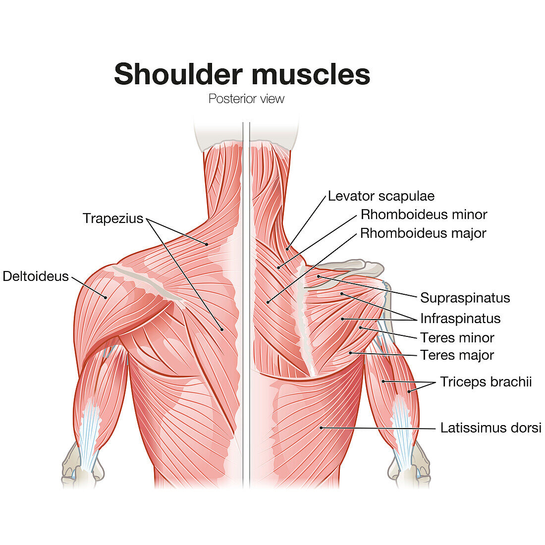 Shoulder muscles, illustration