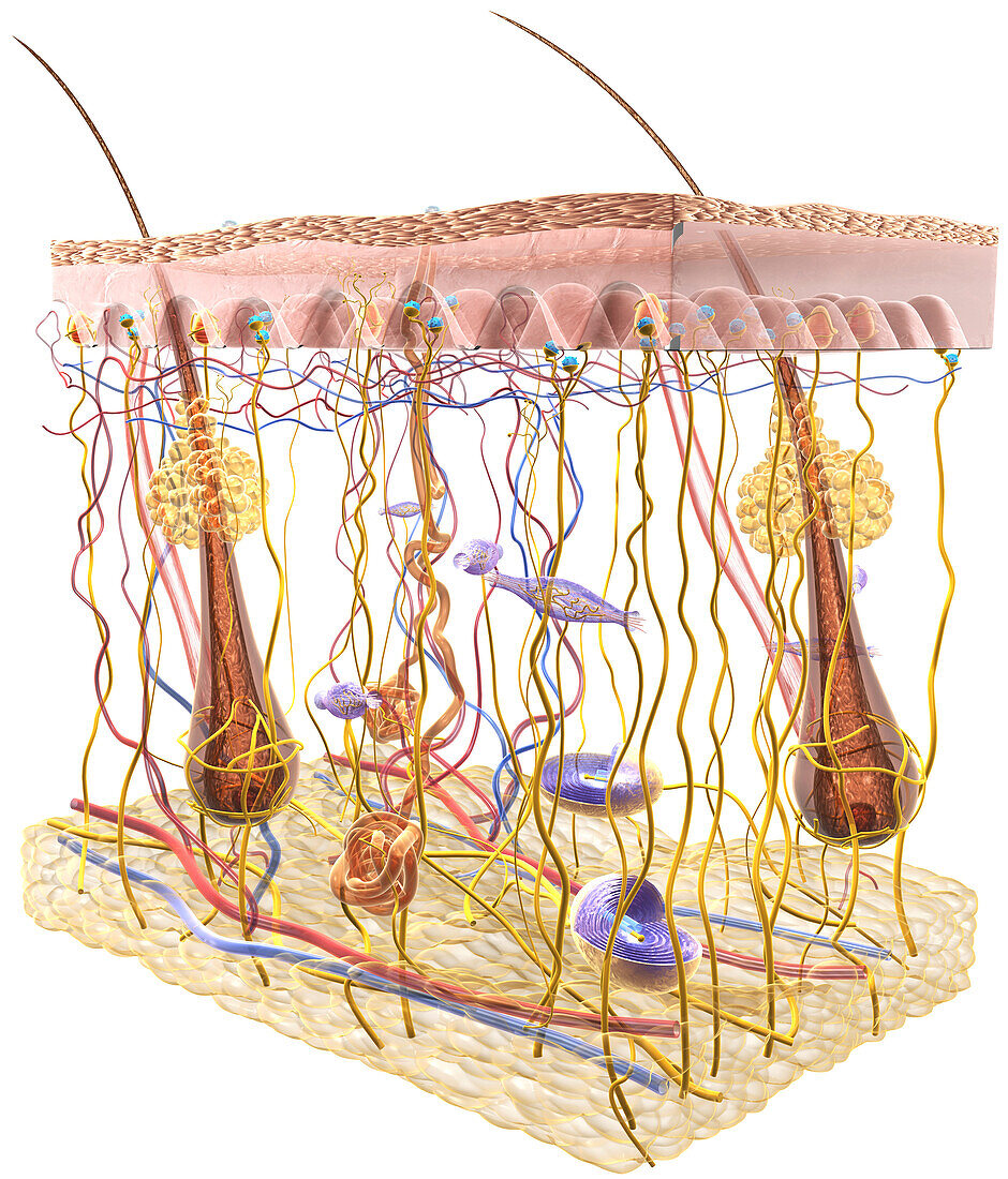 Skin sensory receptors, illustration