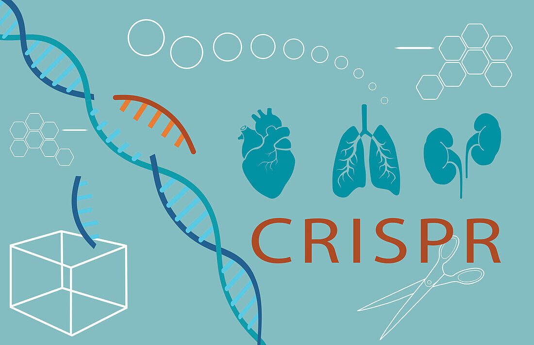 CRISPR in xenotransplantation, conceptual illustration