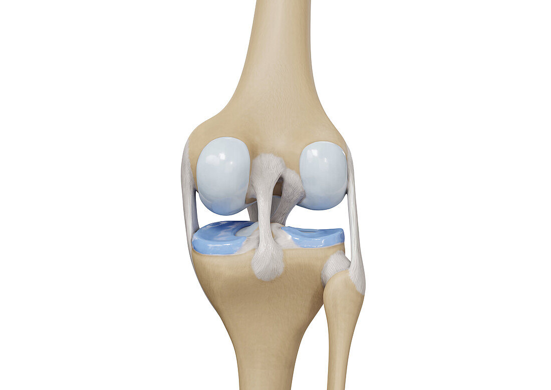 Knee, illustration