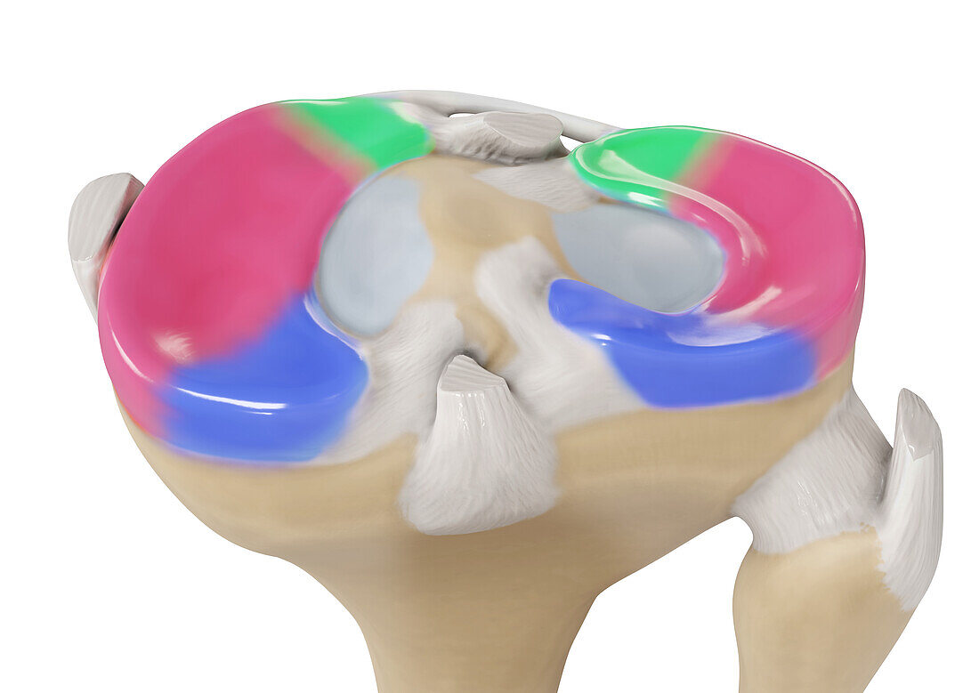 Meniscus regions, illustration