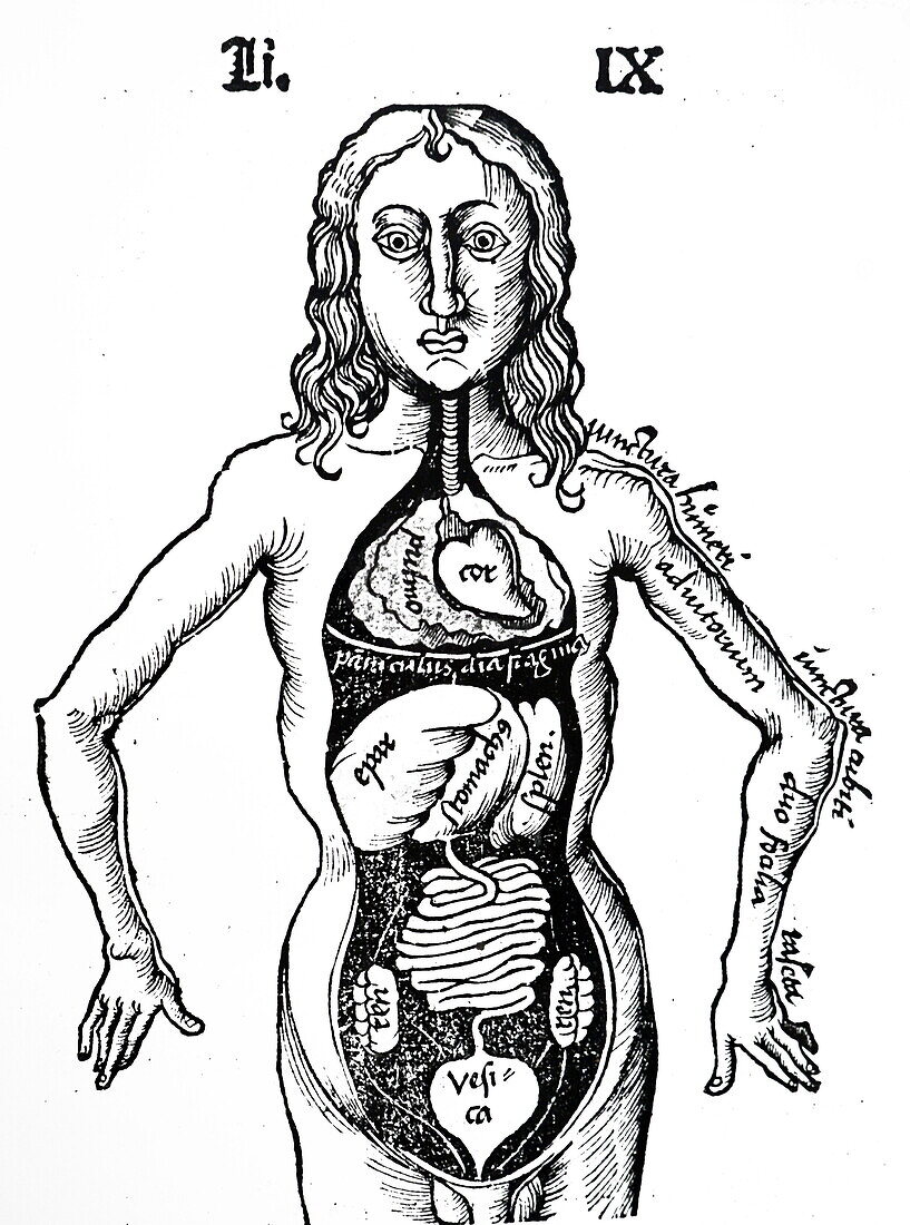 Body cavity showing viscera, illustration