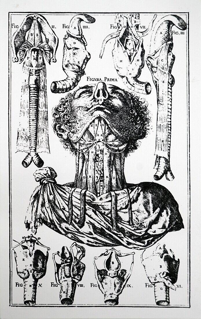 Neck anatomy, illustration