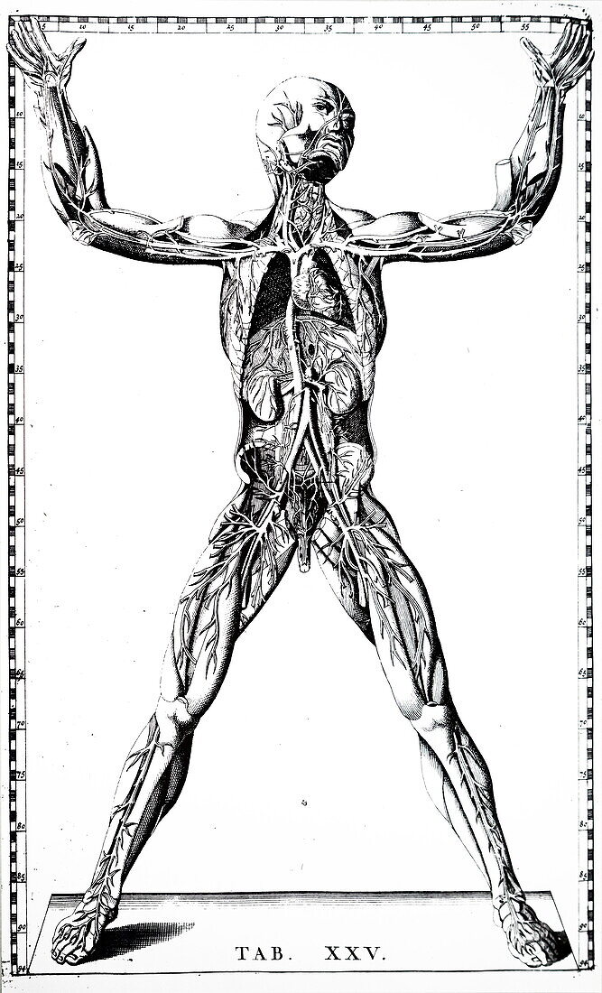 Blood vessels, illustration