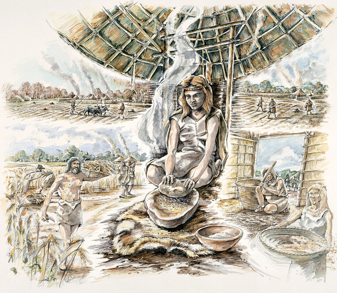 Neolithic grain production, illustration