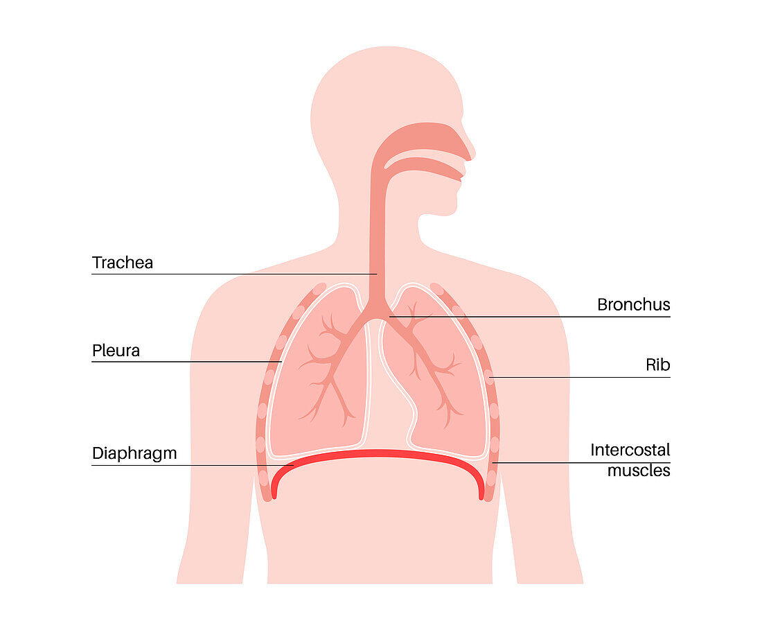 Diaphragm anatomy, illustration
