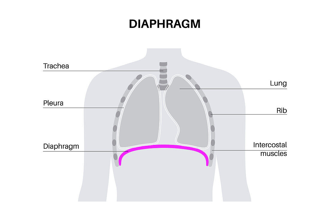 Diaphragm anatomy, illustration
