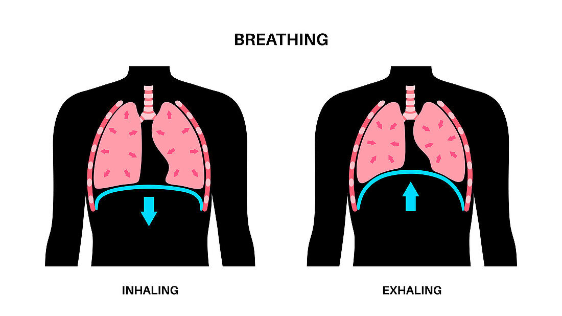 Breathing process, illustration