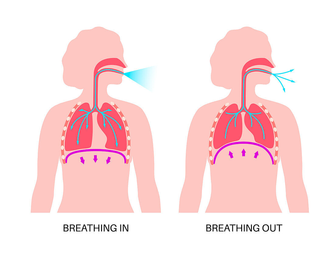 Breathing process, illustration