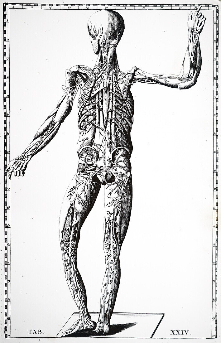 Rear view of the blood vessels, illustration
