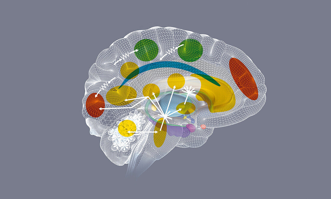Brain activity during REM sleep, illustration