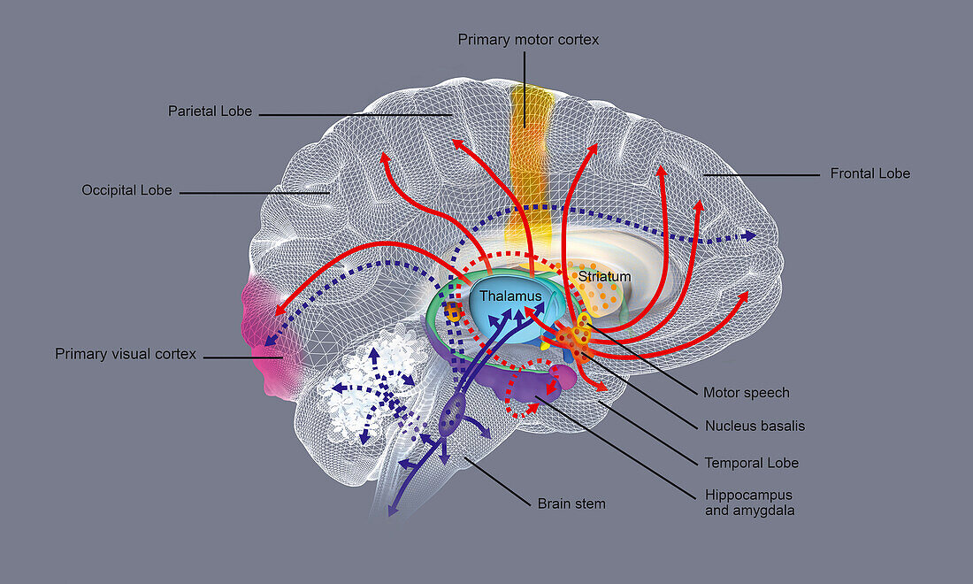 Brain activity during REM sleep, illustration