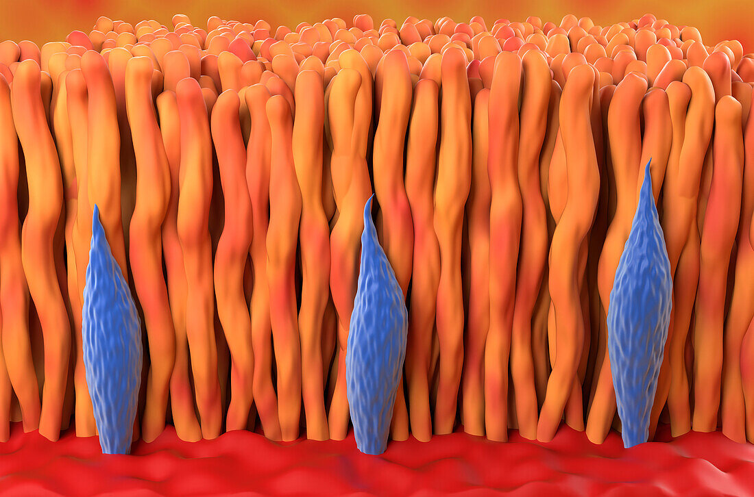 Rod and cone cells in the retina, illustration