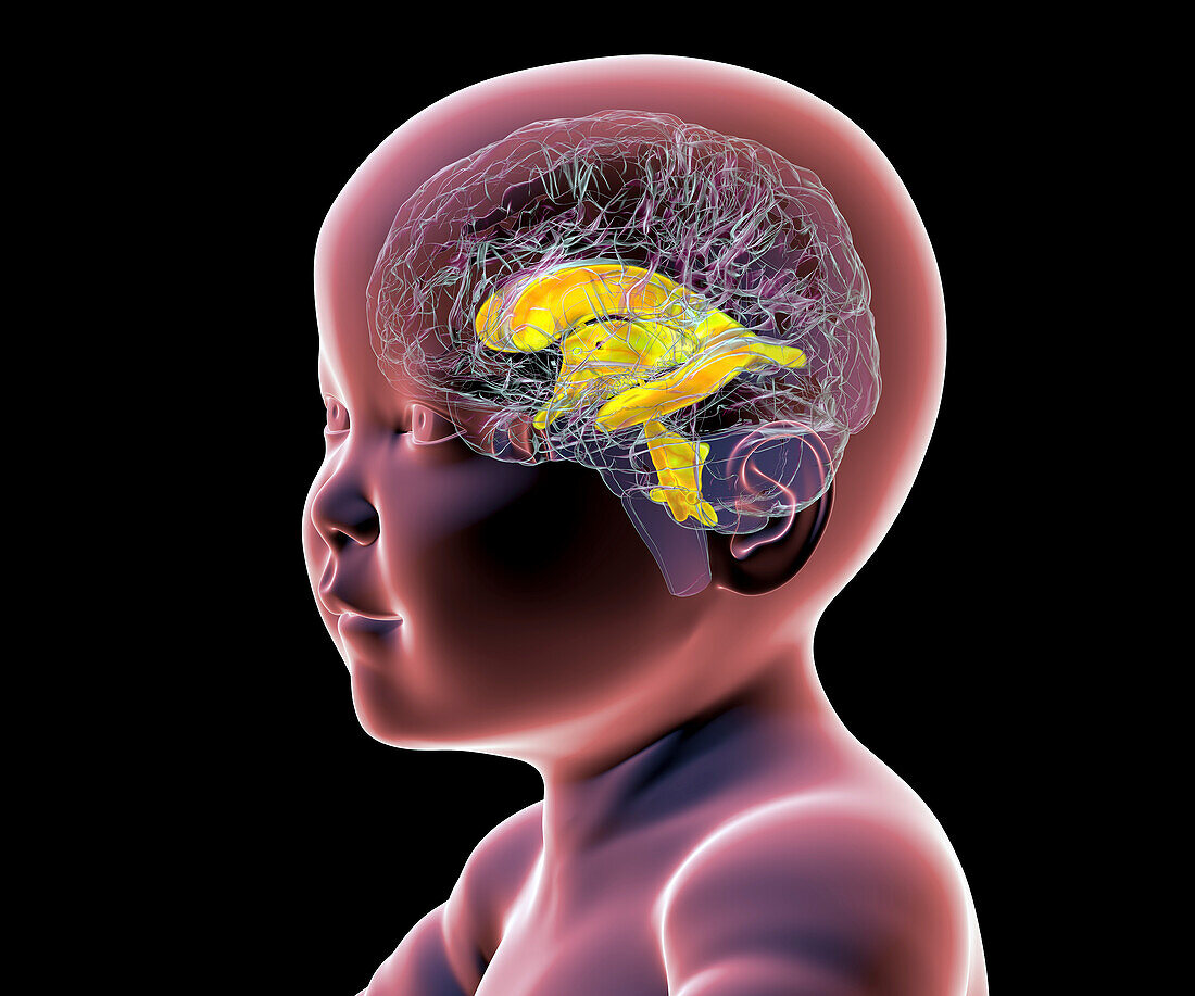 Baby with normal brain ventricles, illustration