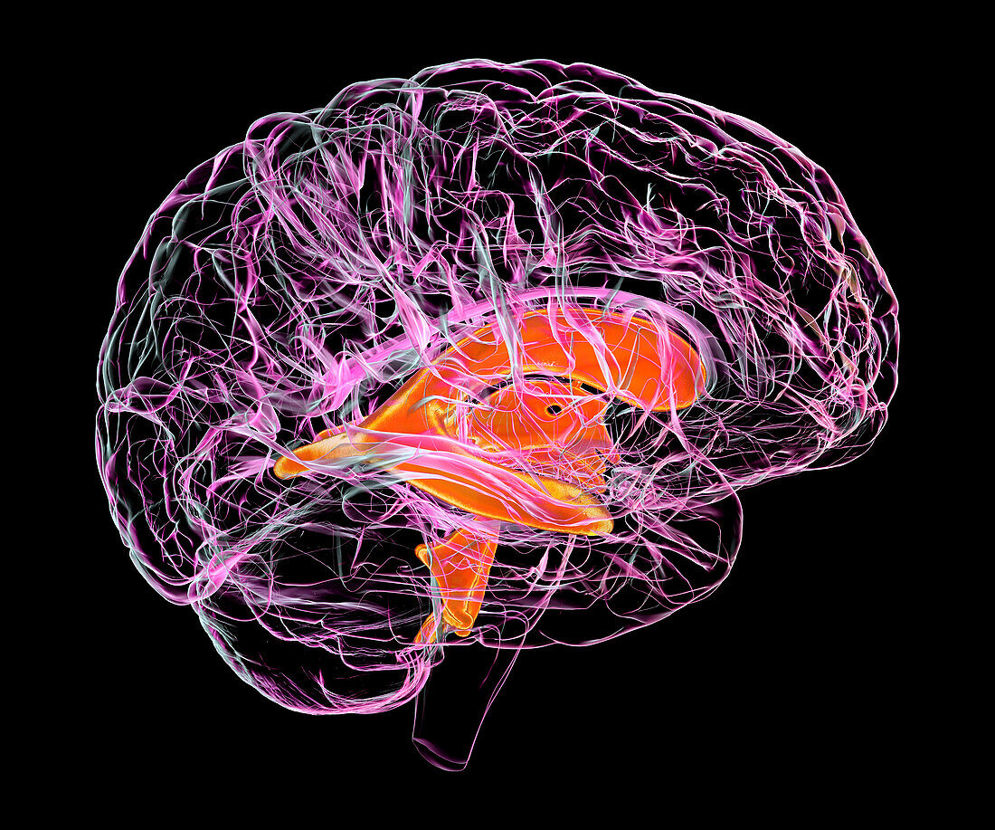 Ventricular system of a child's brain, illustration