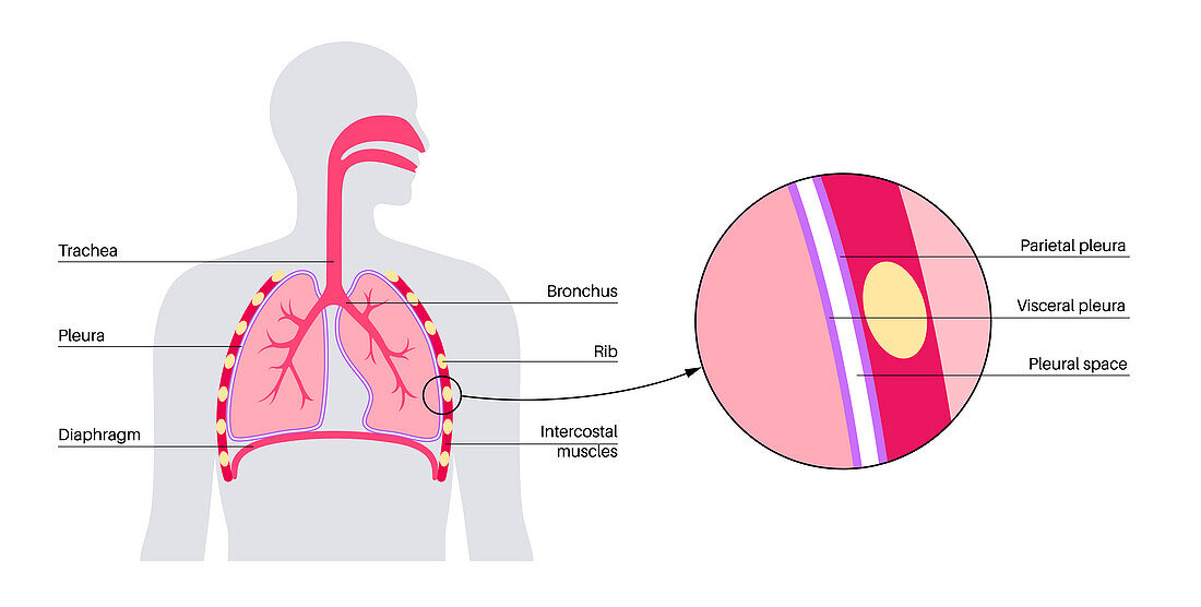 Pleura anatomy, illustration