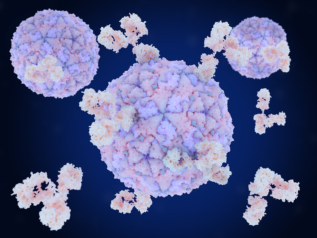Antibodies attacking foot-and-mouth virus, illustration