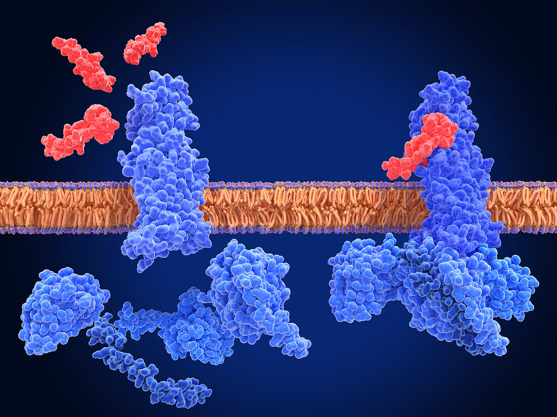 GLP-1 receptors and semaglutide agonists, illustration