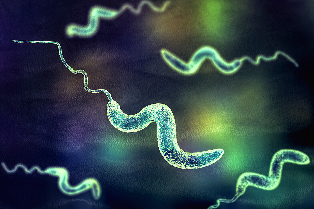 Campylobacter bacteria, illustration