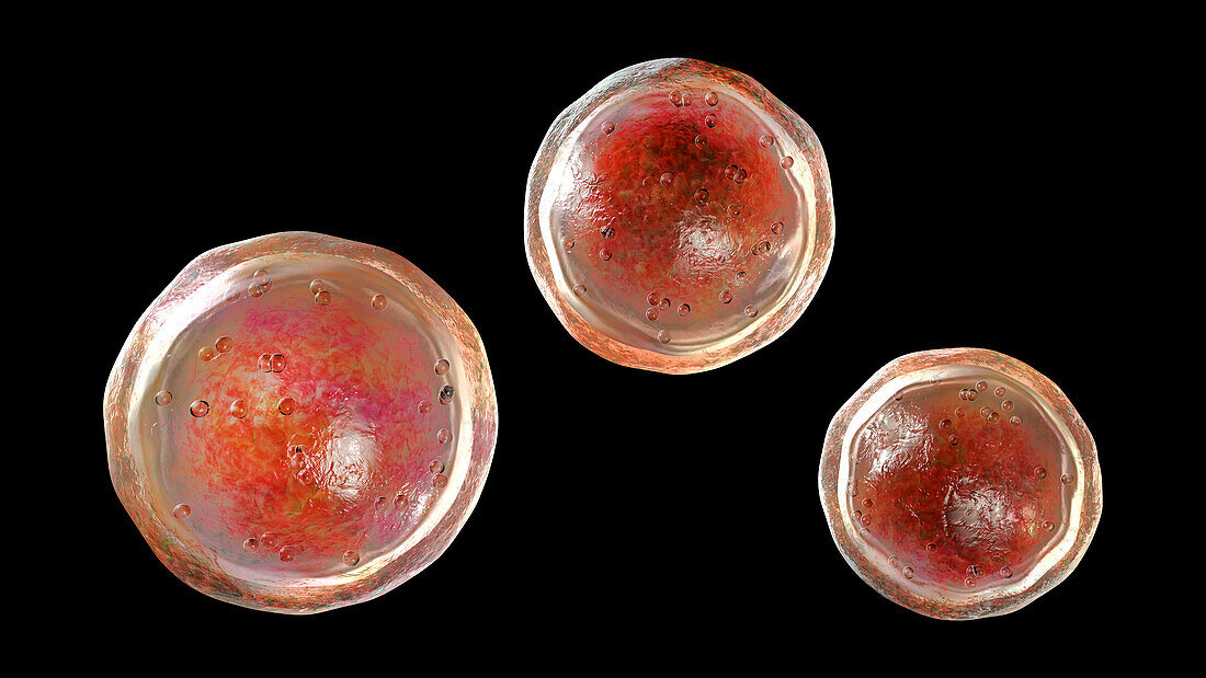 Emmonsia pathogenic fungi, illustration