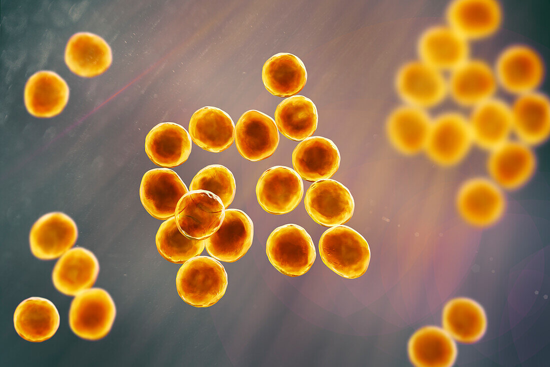 Staphylococcus bacteria, illustration