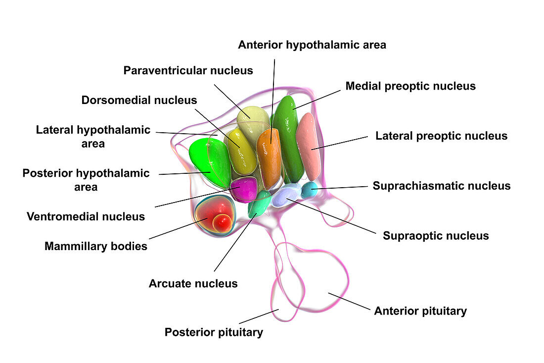 Hypothalamic nuclei, illustration