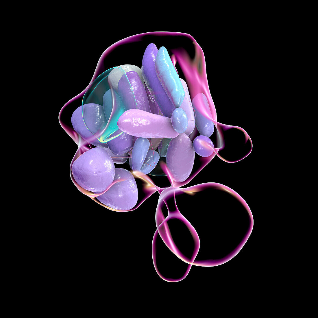 Hypothalamic nuclei, illustration