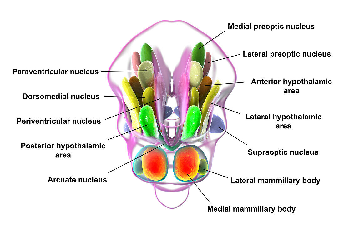 Hypothalamic nuclei, illustration