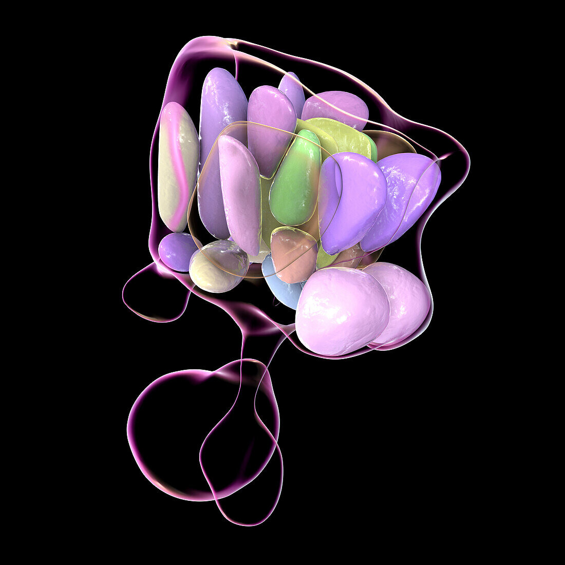 Hypothalamic nuclei, illustration