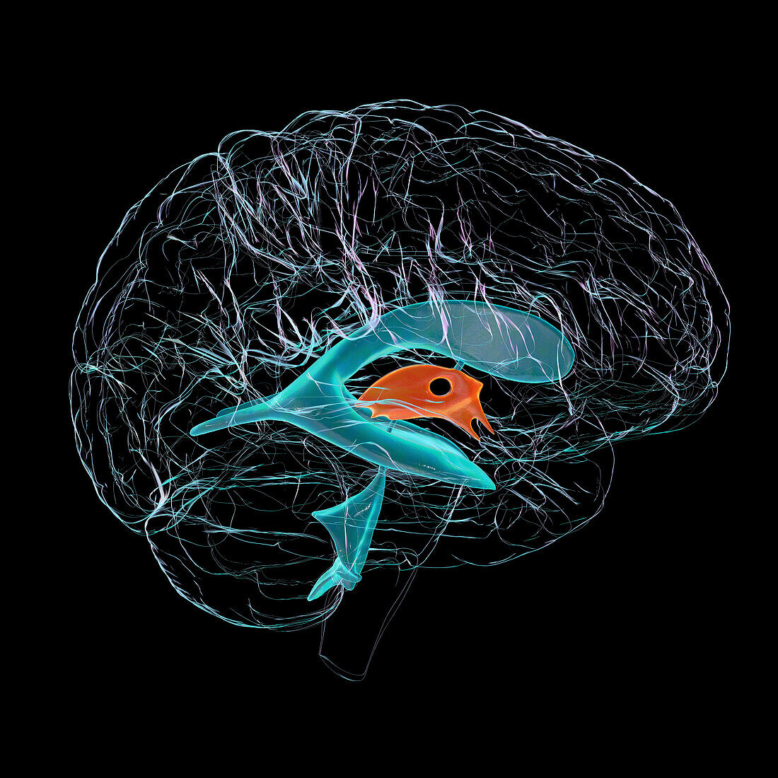 Third brain ventricle, illustration