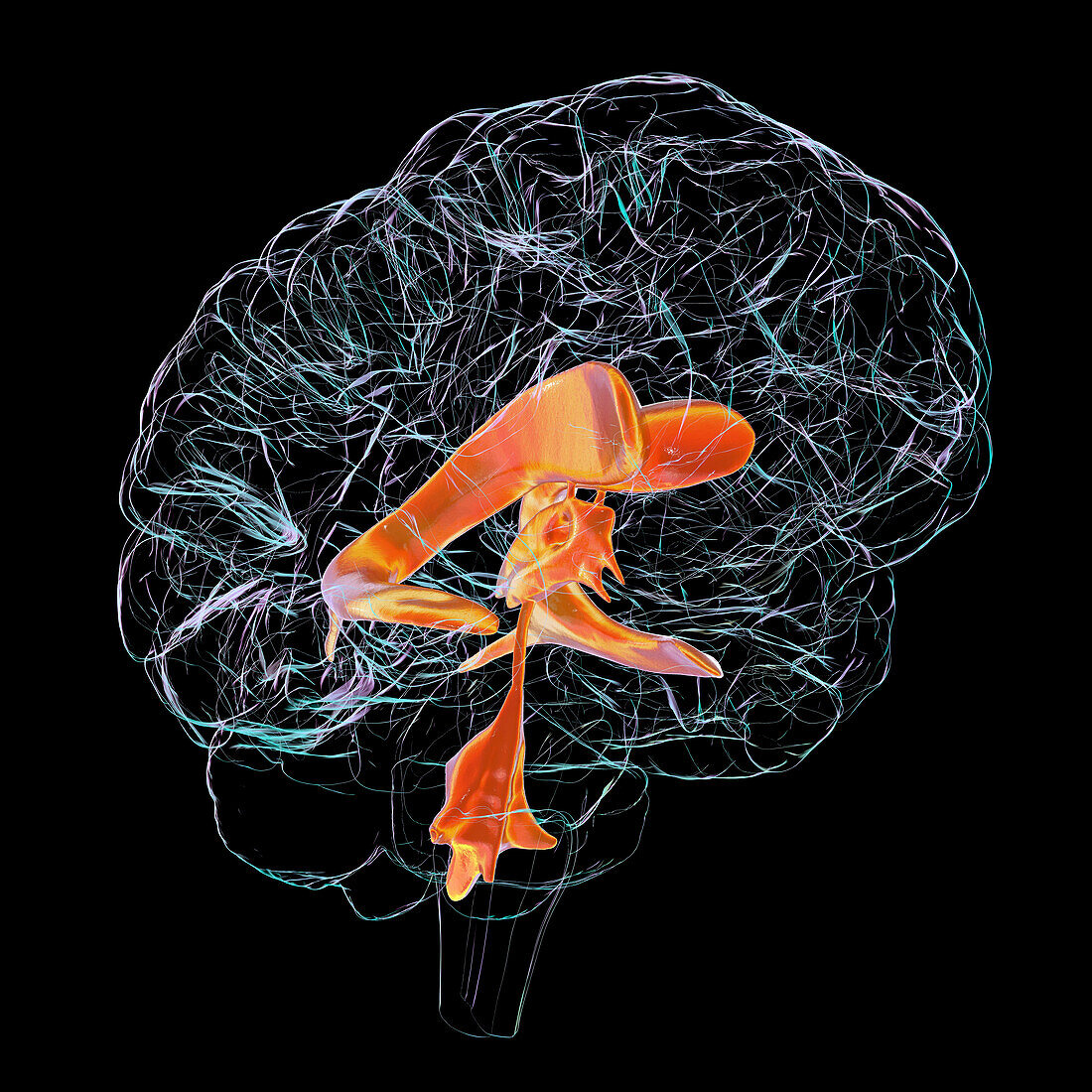 Ventricular system of the brain, illustration