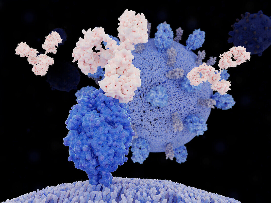 Antibody binding to respiratory syncytial virus, illustration
