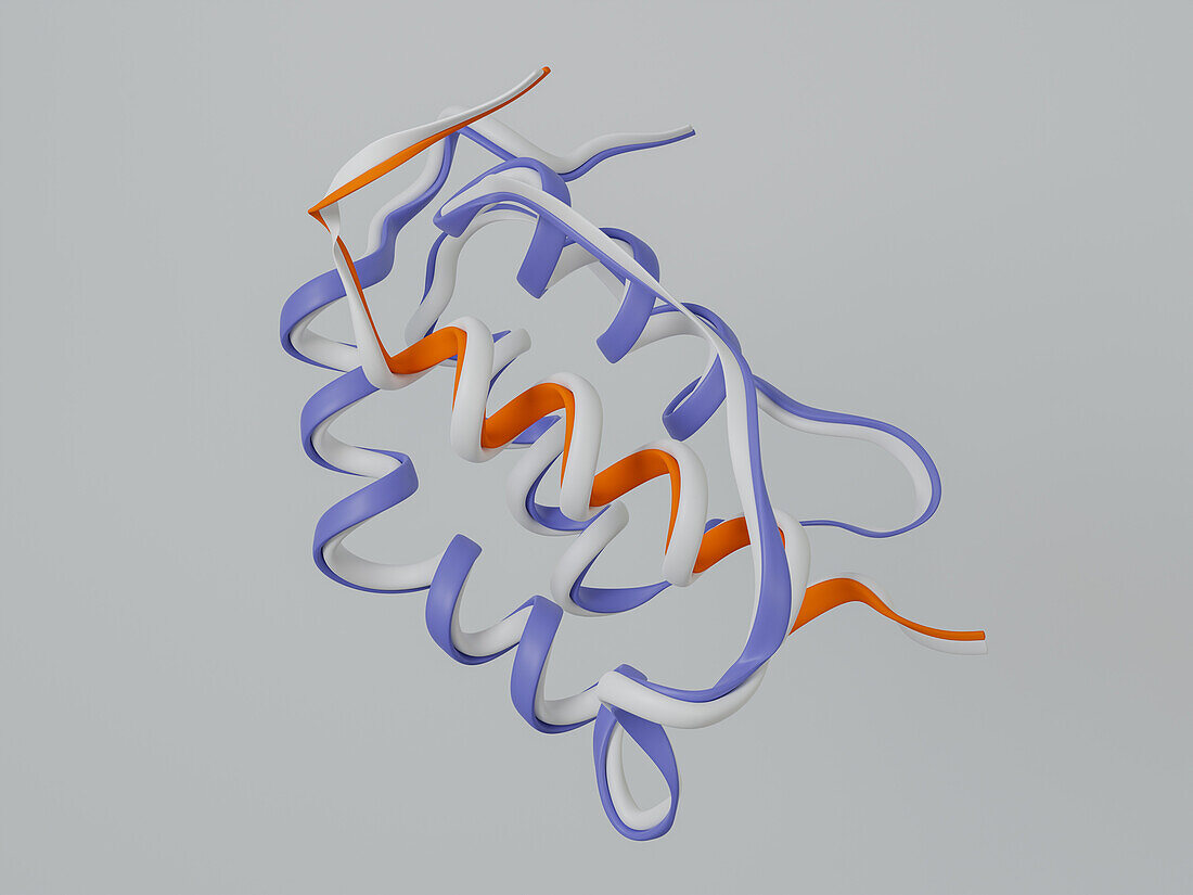 Human thymic stromal lymphopoietin protein, illustration