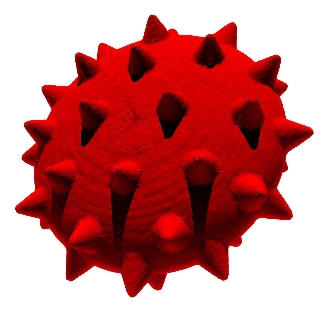 Burr cell abnormal red blood cell, illustration