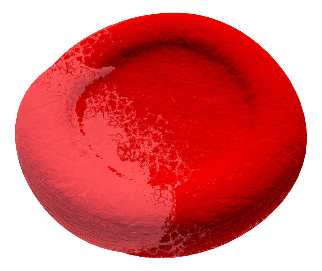 Eccentrocyte abnormal red blood cell, illustration