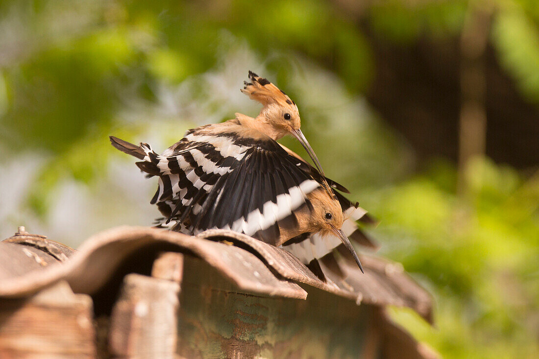 Hoopoes mating